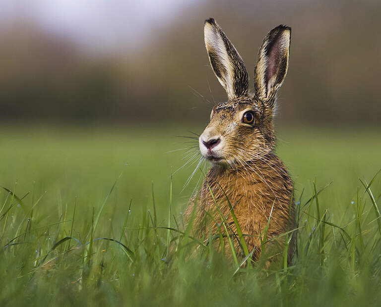 Hase © wildlifewitholly / WWF-UK