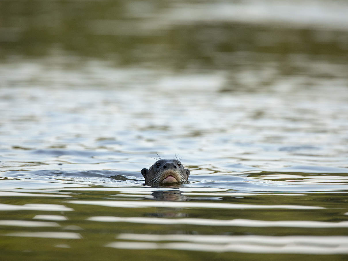 Riesenotter schwimmt © Day's Edge Productions / WWF-US