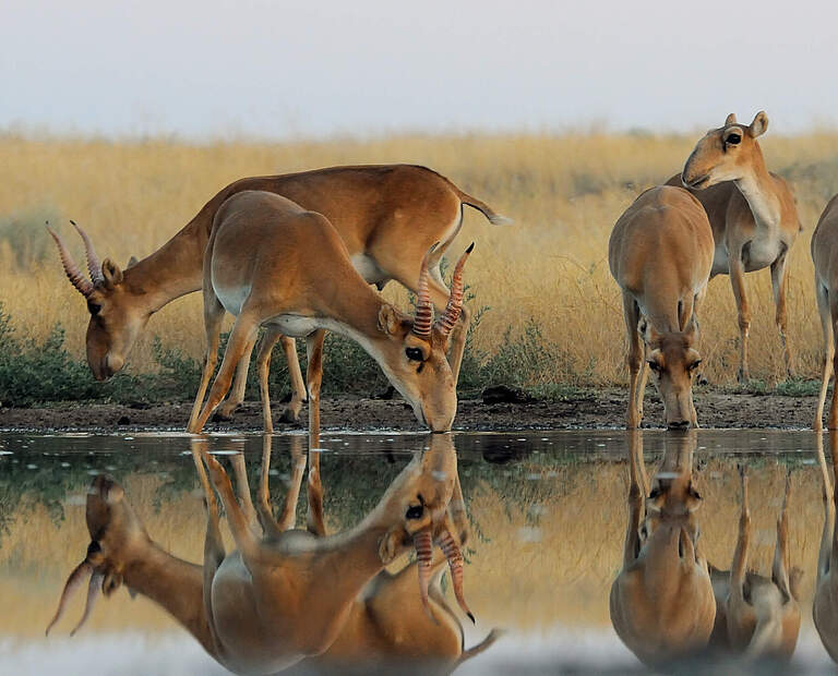 Saiga-Antilopen an einer Wasserstelle © VictorTyakht / iStock / Getty Images
